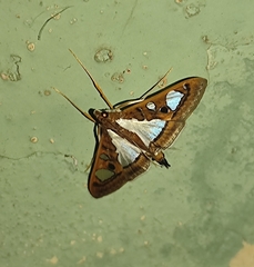 Glyphodes bivitralis