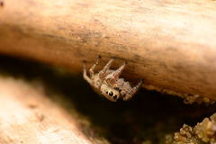 Habronattus coecatus