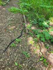 Pantherophis alleghaniensis