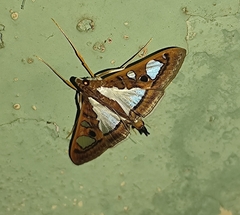 Glyphodes bivitralis