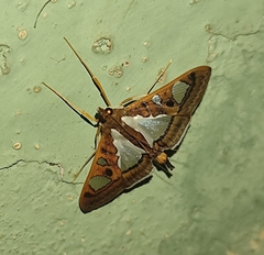 Glyphodes bivitralis