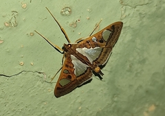 Glyphodes bivitralis