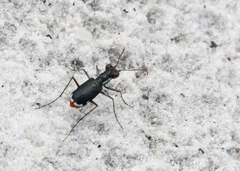 Cicindela scabrosa