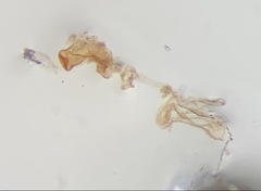 Atheta aeneicollis