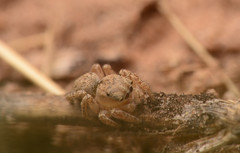 Habronattus texanus