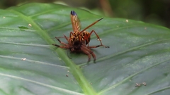 Macromerella honesta