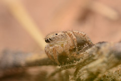 Habronattus texanus
