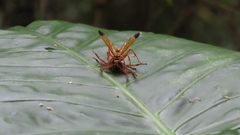 Macromerella honesta