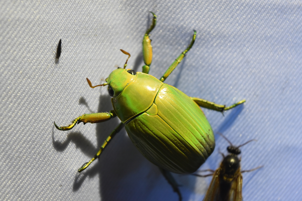 Chrysina auripes
