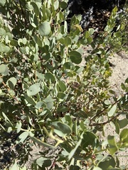 Arctostaphylos peninsularis