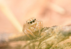 Habronattus texanus