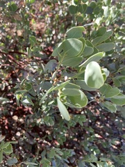 Arctostaphylos peninsularis