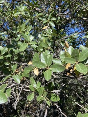 Quercus peninsularis