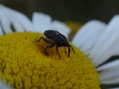 Odontocorynus