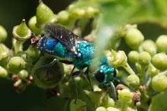 Chrysis conica