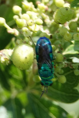 Chrysis conica