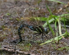 Aeshna juncea