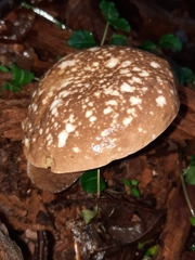 Xanthoconium affine maculosus