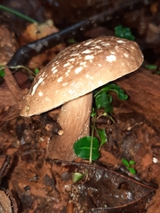 Xanthoconium affine maculosus