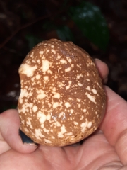 Xanthoconium affine maculosus