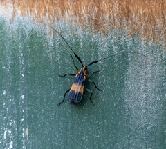 Batesparna platyptera