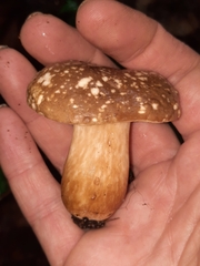 Xanthoconium affine maculosus