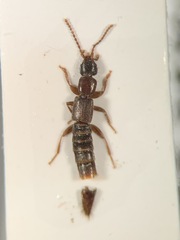 Pseudomedon obscurellus