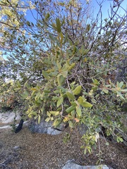 Quercus peninsularis