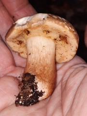 Xanthoconium affine maculosus