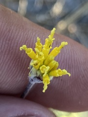 Hymenopappus filifolius lugens