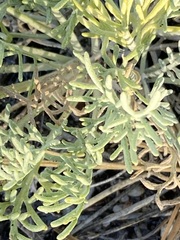 Hymenopappus filifolius lugens