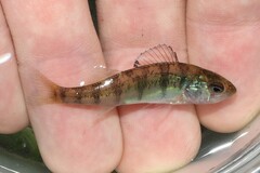 Yellow Perch photo 5
