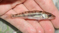 Walleye photo 4