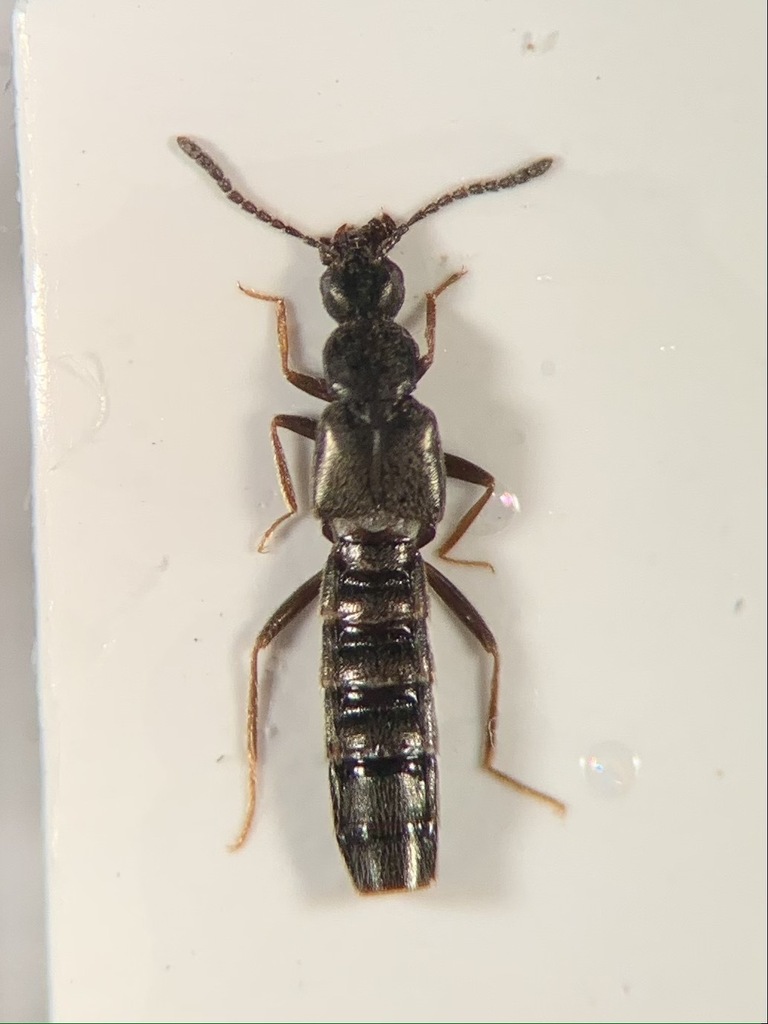 Ischnopoda umbratica