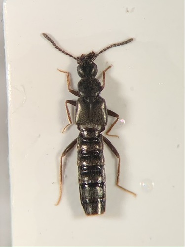 Ischnopoda umbratica