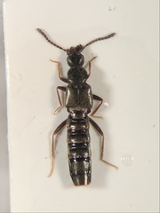 Ischnopoda umbratica