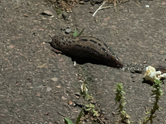 Limax maximus
