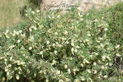 Astragalus armatus numidicus