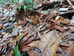 Incilius spiculatus
