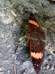 Apaturinae