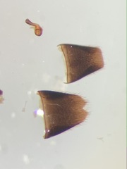 Ischnopoda umbratica