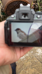 Passer domesticus