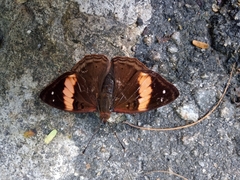 Apaturinae