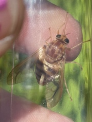 Goniops