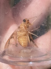 Goniops