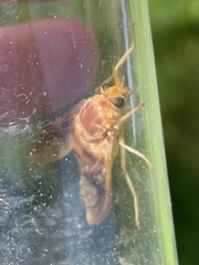 Goniops