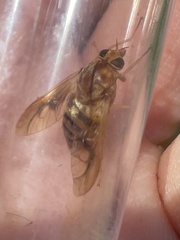 Goniops