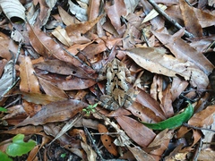 Incilius spiculatus