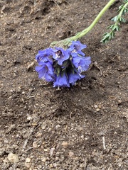 Polemonium viscosum