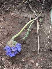 Polemonium viscosum